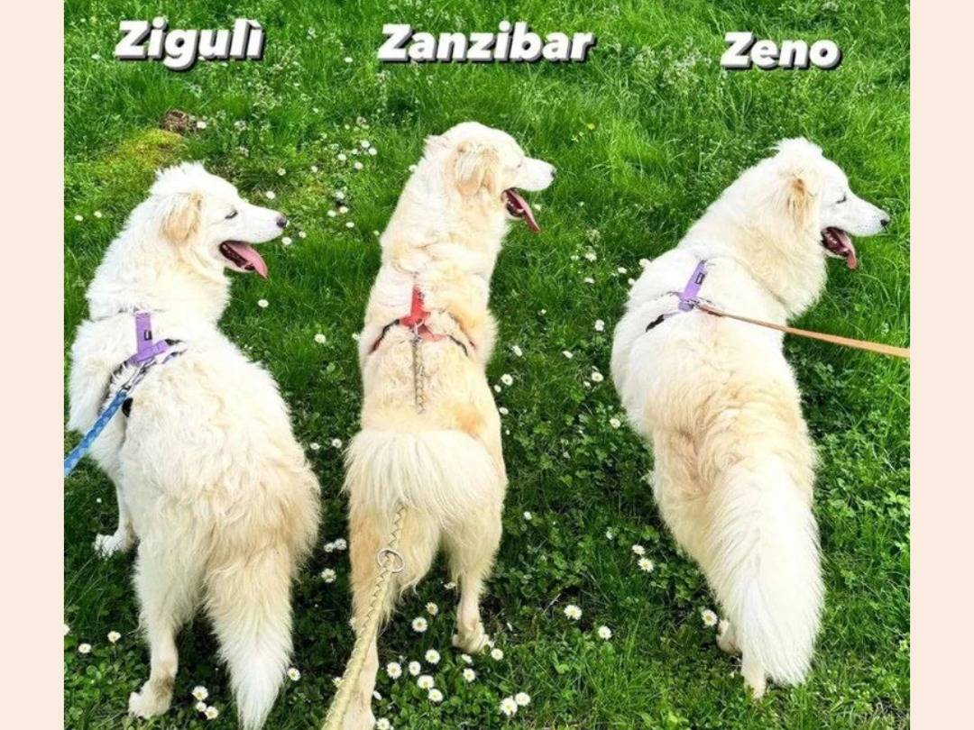 Adozione cane, maschio, Razza sconosciuta Razza sconosciuta, 2 anni  e 8 mesi , taglia media, Milano