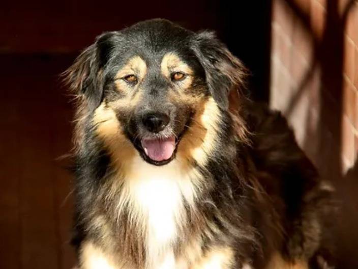Adozione cane, maschio, meticcio, 3 anni  e 9 mesi , taglia media, Milano