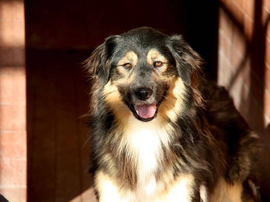 Adotta un cane, maschio, 3 anni  e 9 mesi , Milano