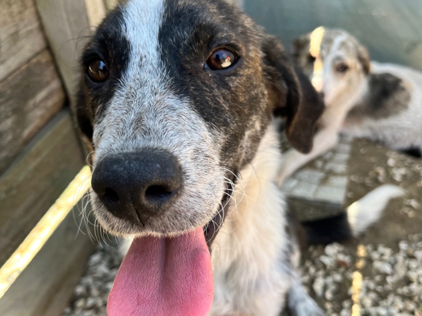 Adotta un cane, taglia media contenuta, femmina, Chieti