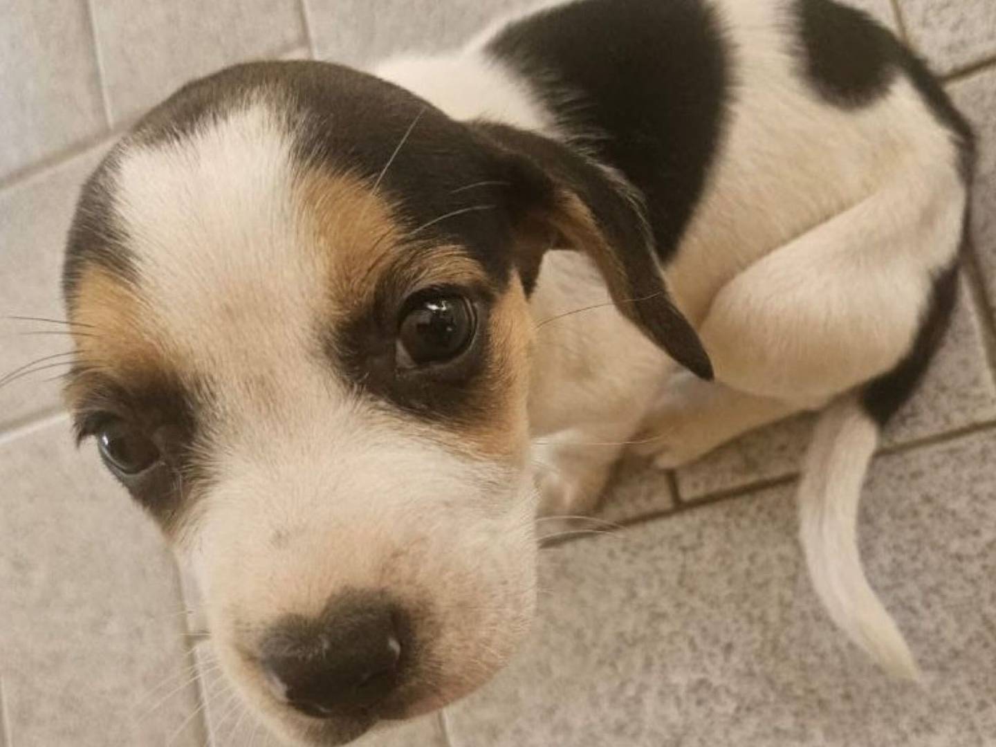 Adozione cane, femmina, meticcio, 1 anno e 5 mesi, taglia piccola, Crotone