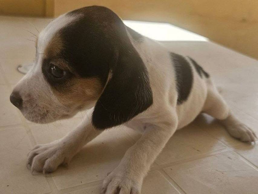 Adotta un cane, femmina, 1 anno e 5 mesi, Crotone