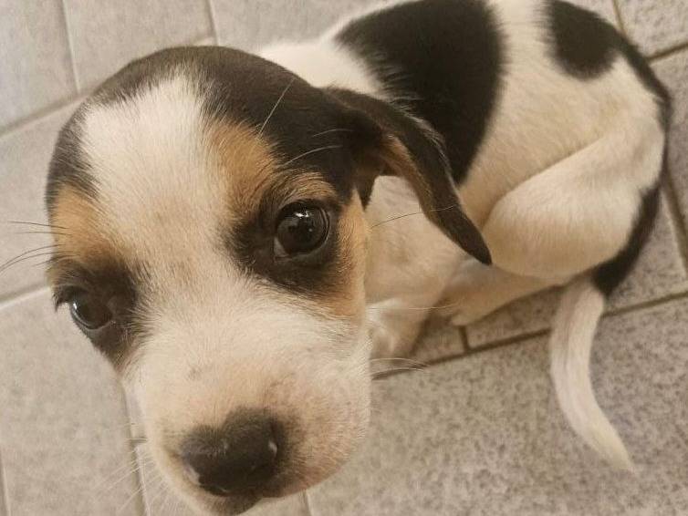 Adotta un cane, taglia piccola, femmina, Crotone