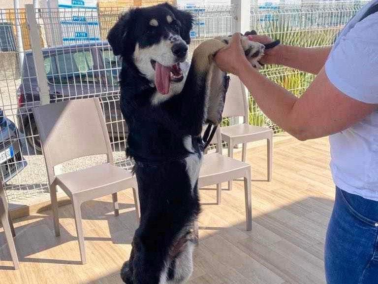 Adozione cane, maschio, Border Collie Pastore maremmano, 10 mesi, taglia grande, Pescara