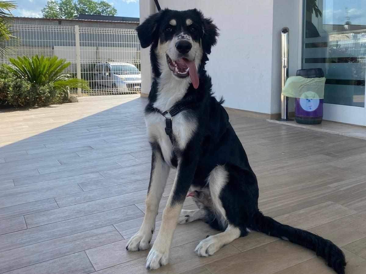Adotta un cane, maschio, 1 anno e 2 mesi , Frosinone