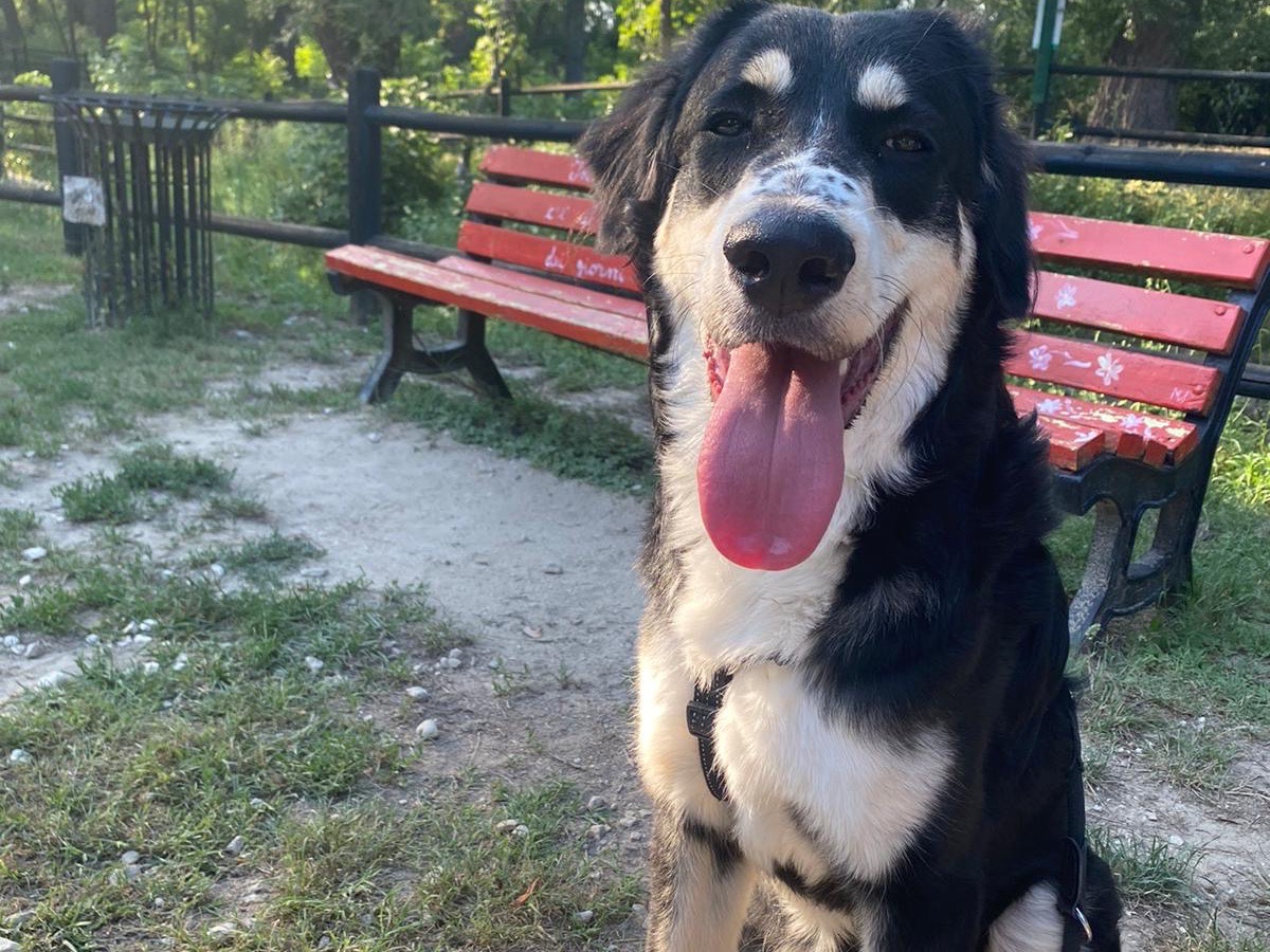 Adotta un cane, taglia grande, maschio, Frosinone