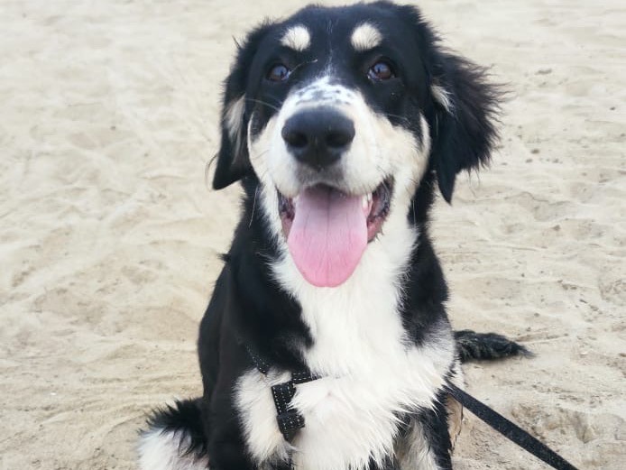 Vuoi adottare un cane a Frosinone?