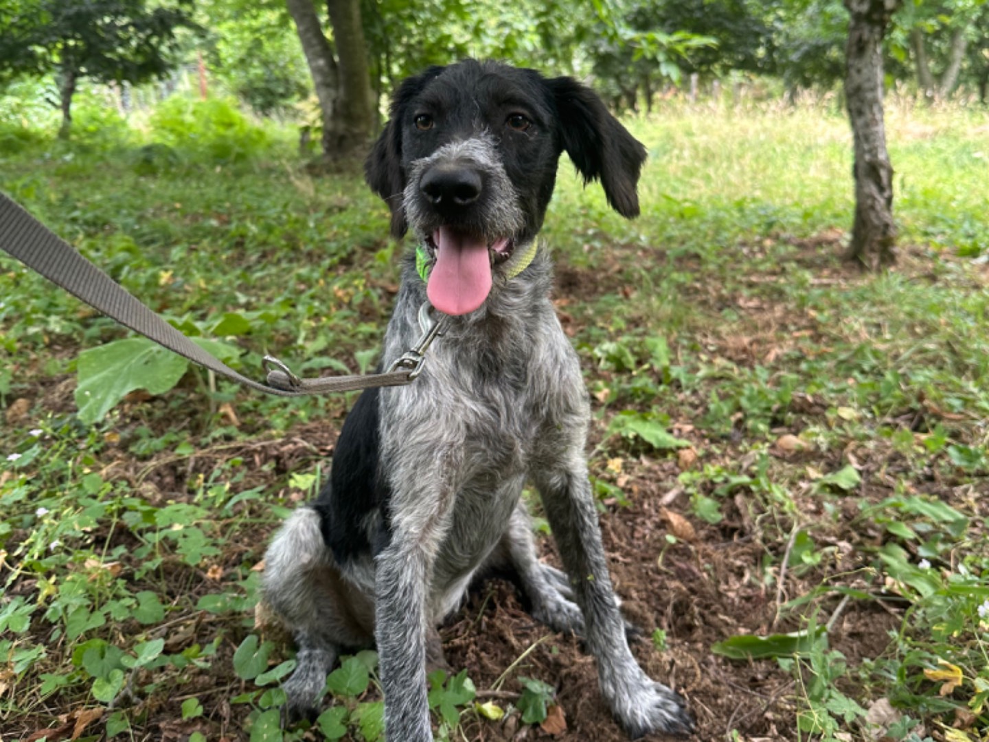 Adozione cane, maschio, Spinone, 2 anni e 3 mesi, taglia media, Salerno
