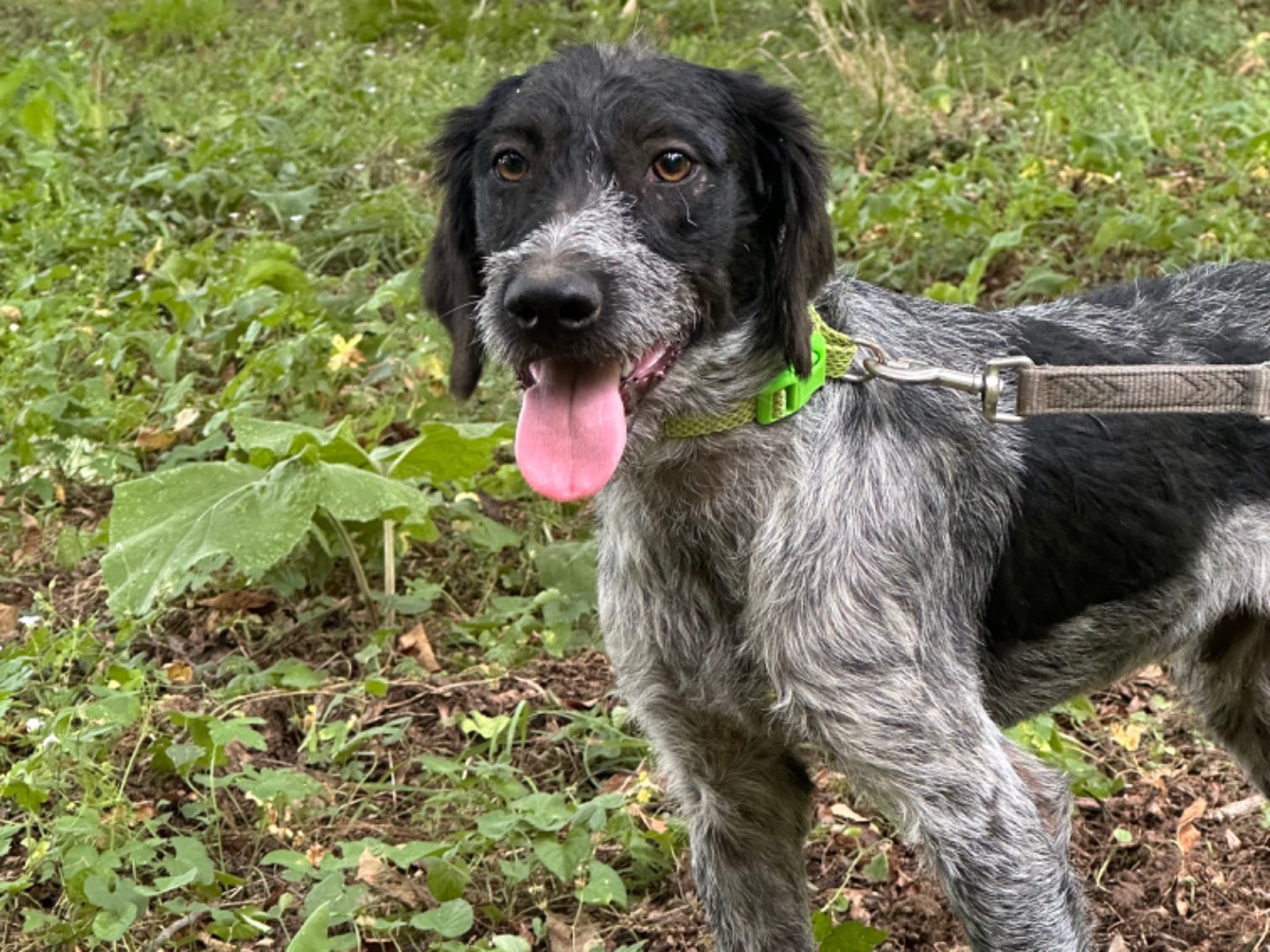 Adotta un cane, maschio, 2 anni e 3 mesi, Salerno