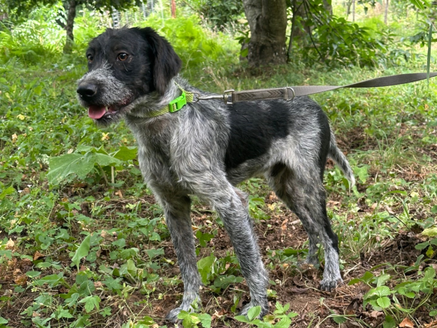 Adotta un cane, taglia media, maschio, Salerno