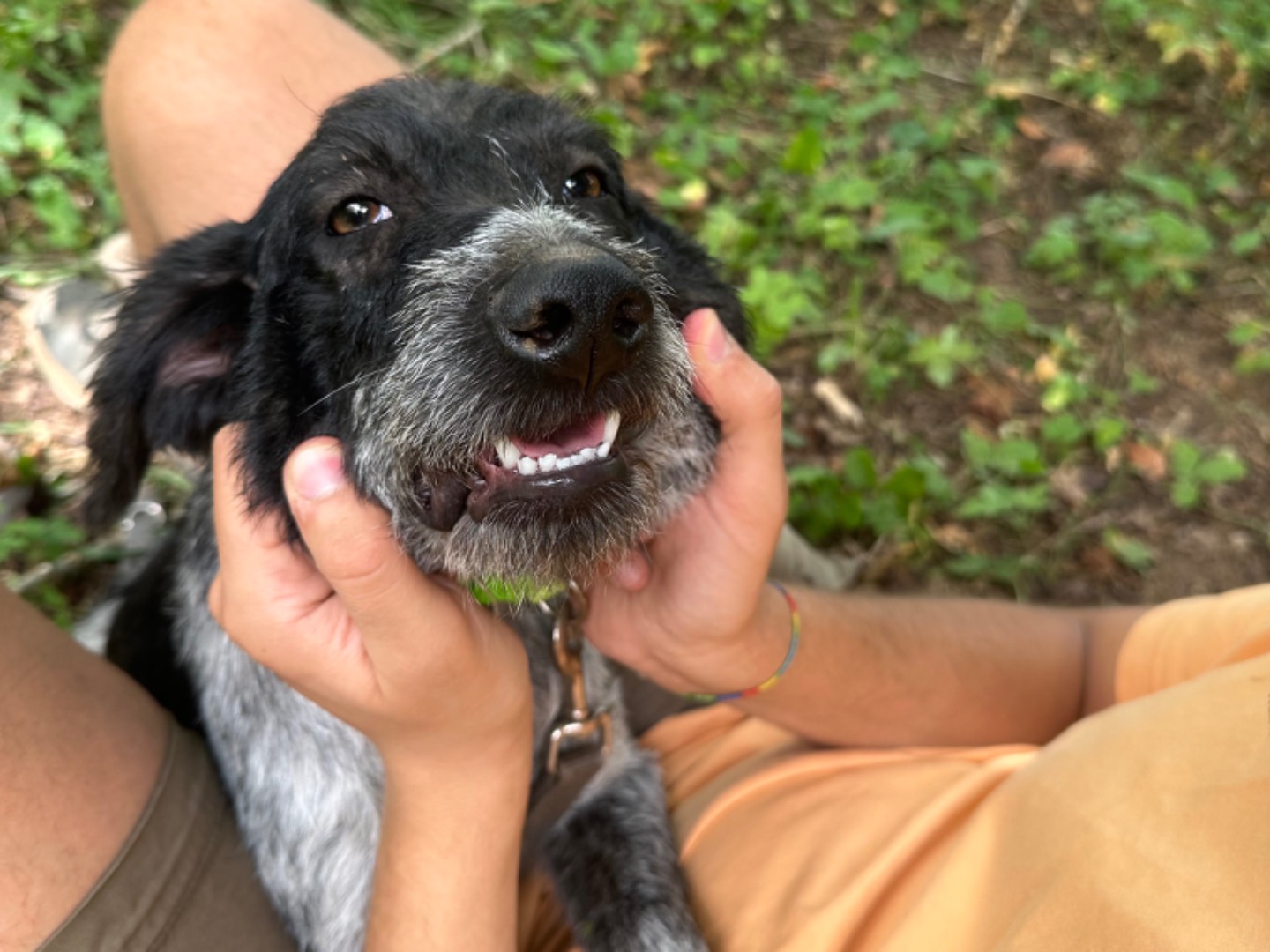 Vuoi adottare un cane a Salerno?