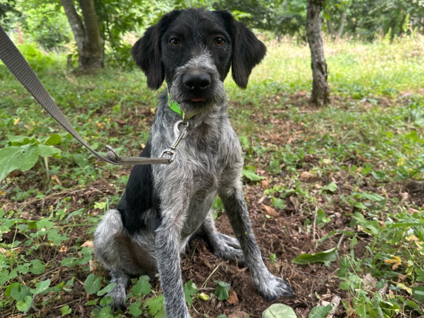 Adotta il cane Cosmo a Salerno