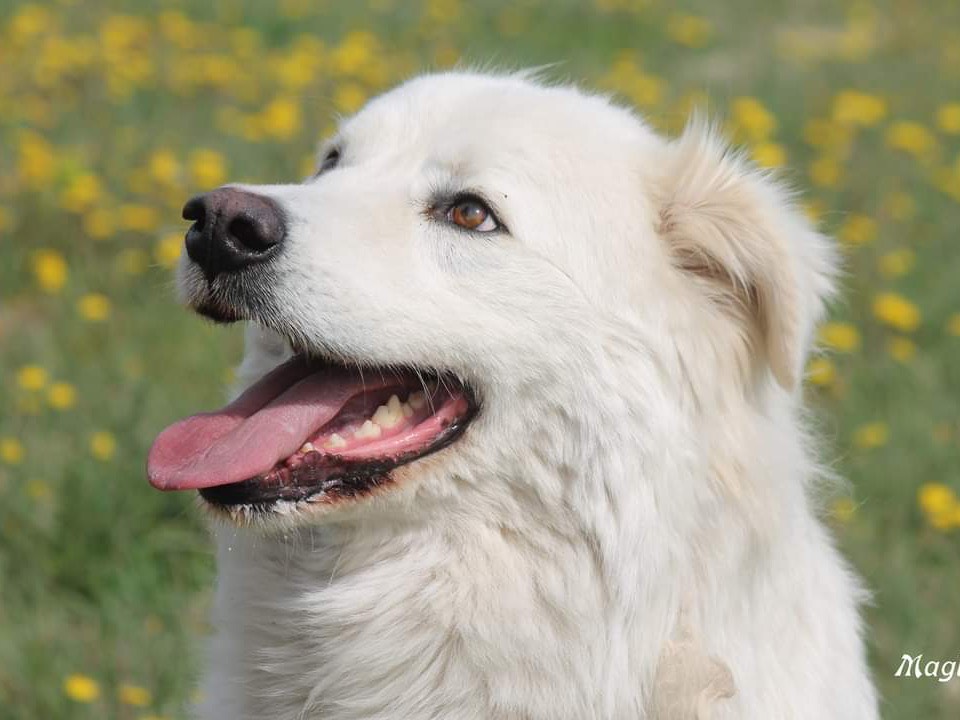 Foto dell'animale