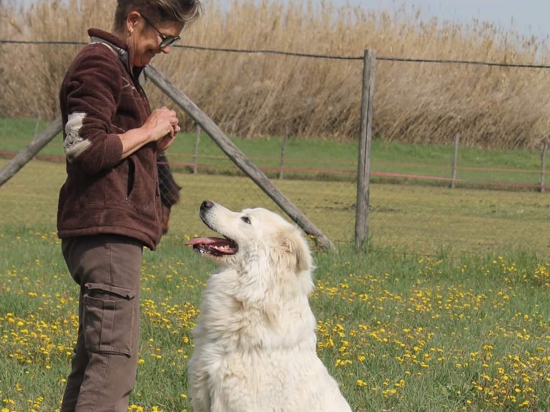 Adotta il cane Bianco  a Roma