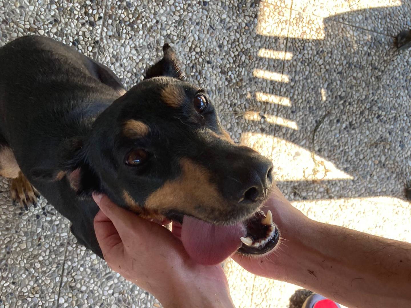 Adotta il cane YUKI a Milano
