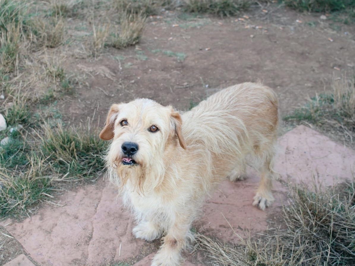 Vuoi adottare un cane a Vibo?