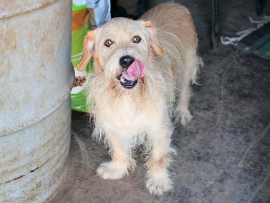 Adotta il cane Leone  a Vibo