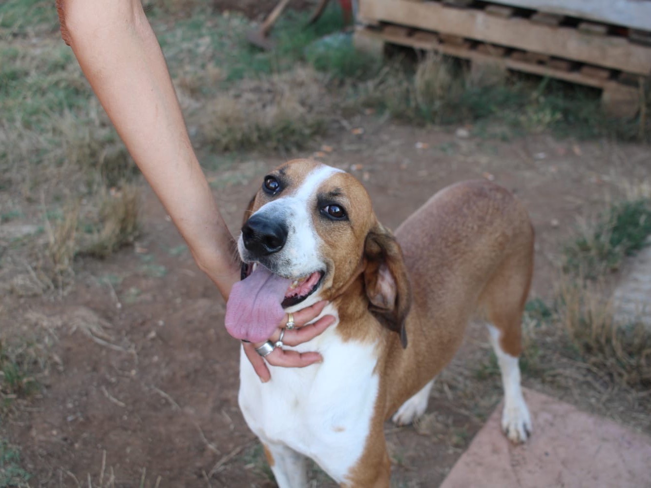 Adotta un cane, maschio, 5 anni  e 5 mesi , Vibo