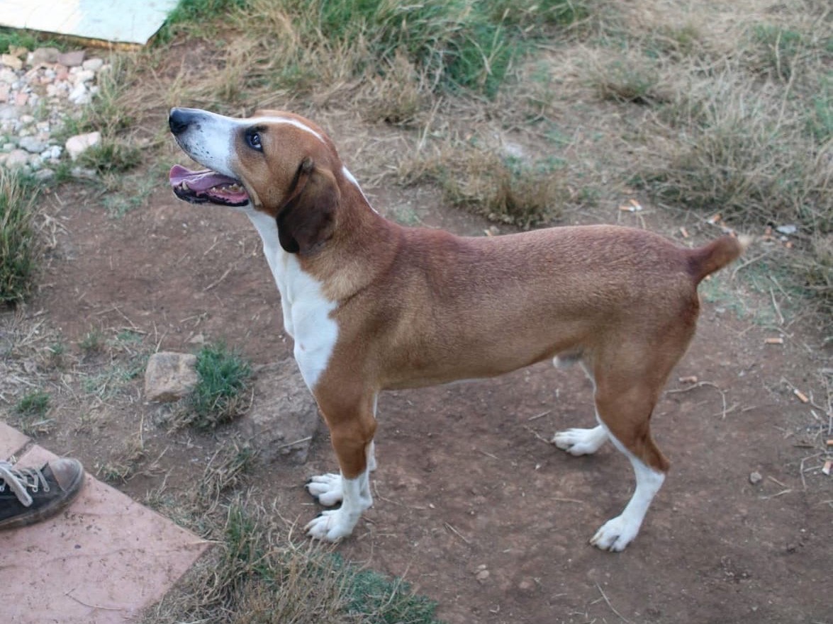 Adotta un cane, taglia media contenuta, maschio, Vibo