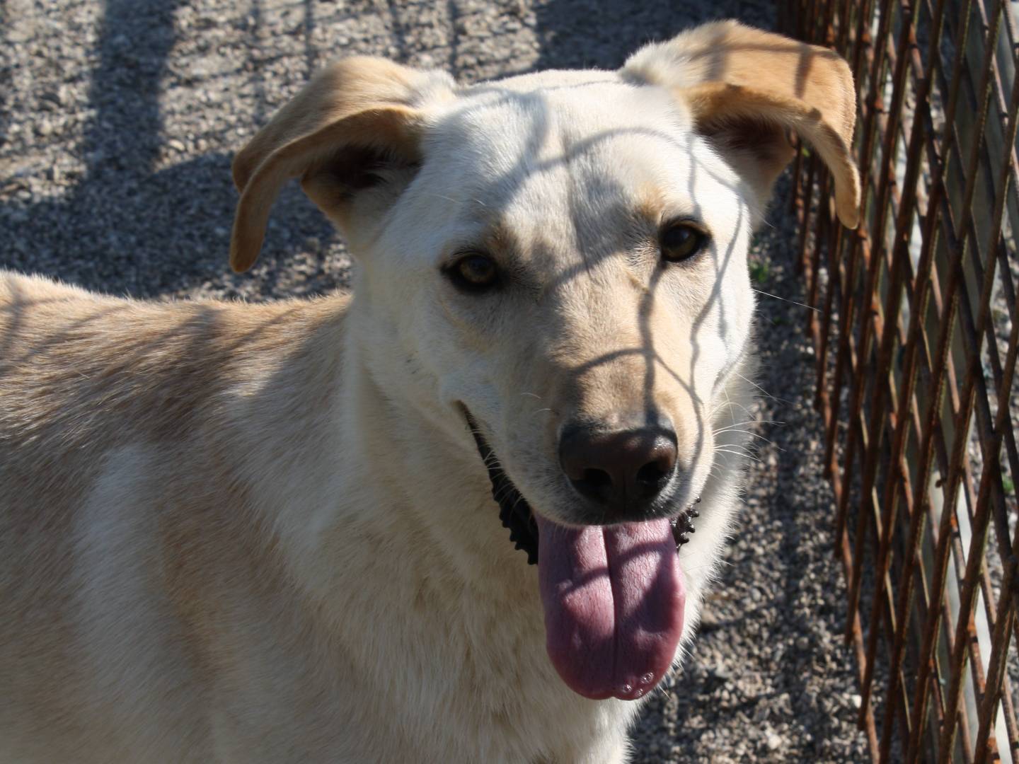 Adotta un cane, maschio, 2 anni  e 7 mesi , Treviso