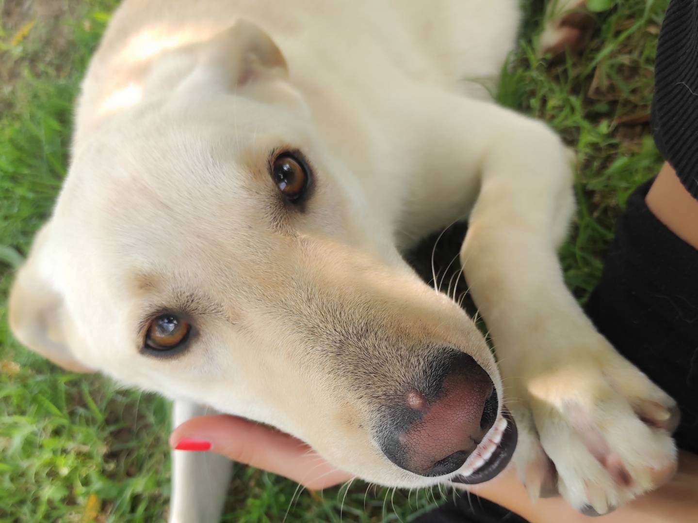 Adotta un cane, taglia media, maschio, Treviso