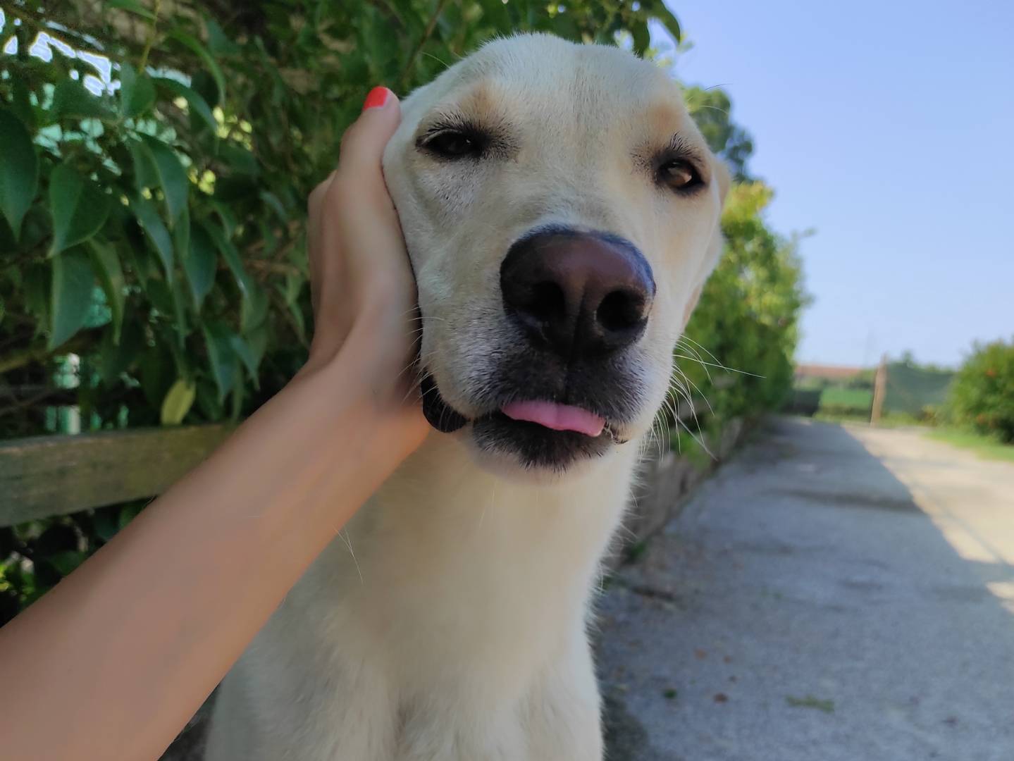 Vuoi adottare un cane a Treviso?