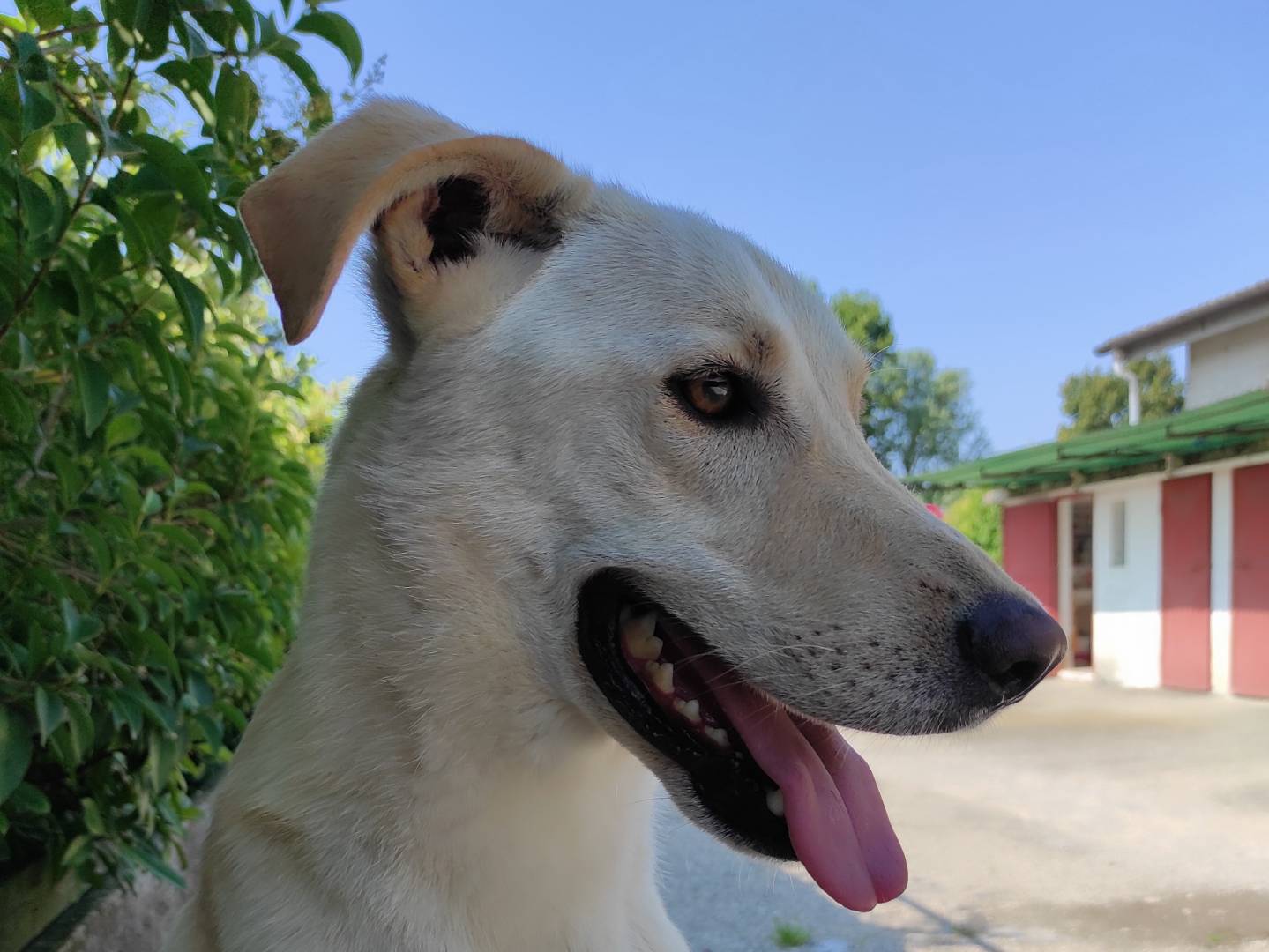 Adotta il cane Adry a Treviso