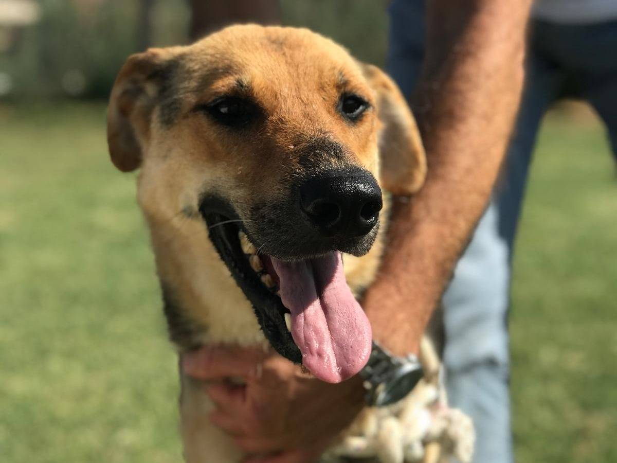 Adozione cane, femmina, Pastore tedesco, 6 anni  e 3 mesi , taglia media, Latina