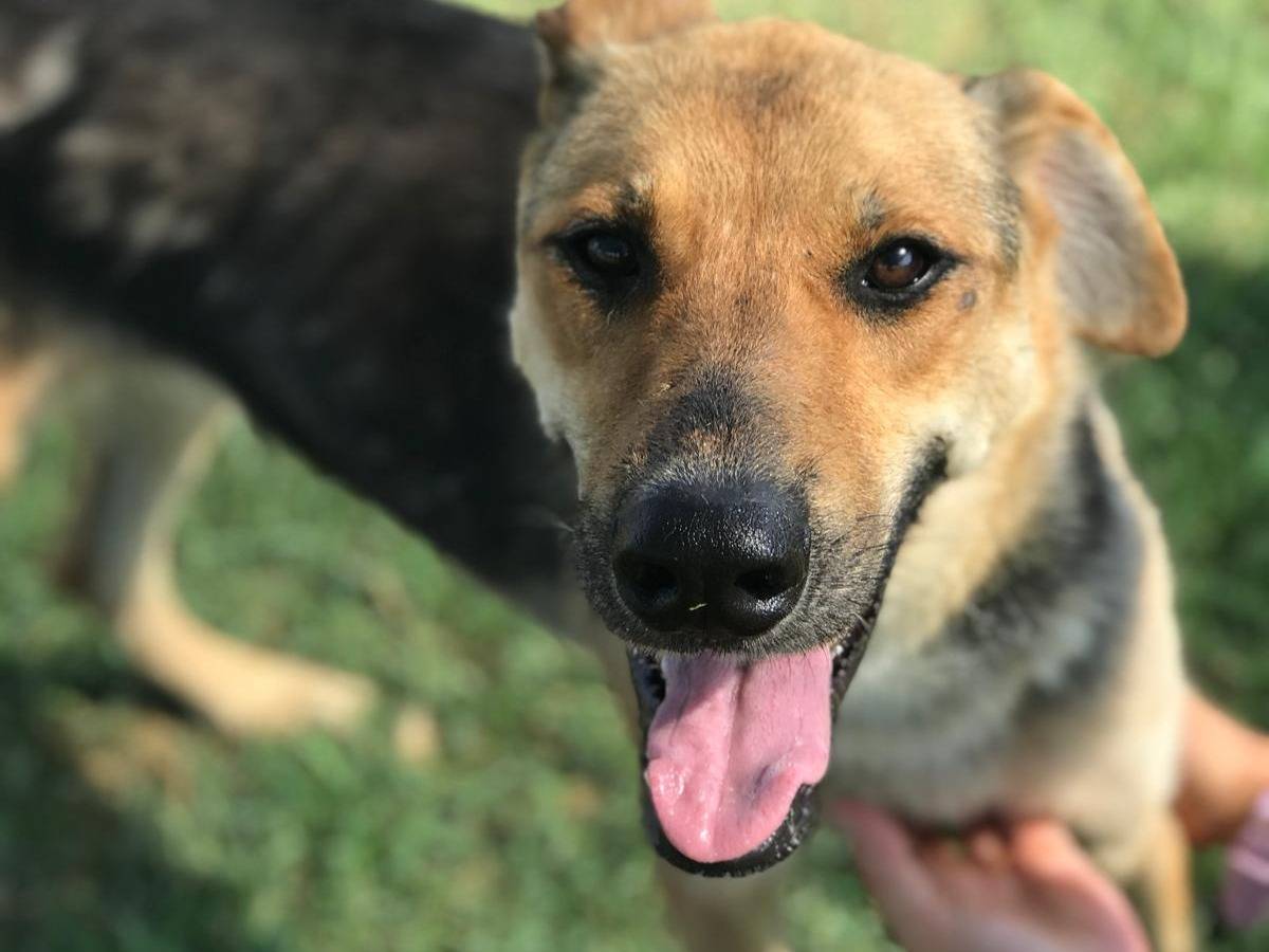 Adotta un cane, femmina, 6 anni  e 3 mesi , Latina