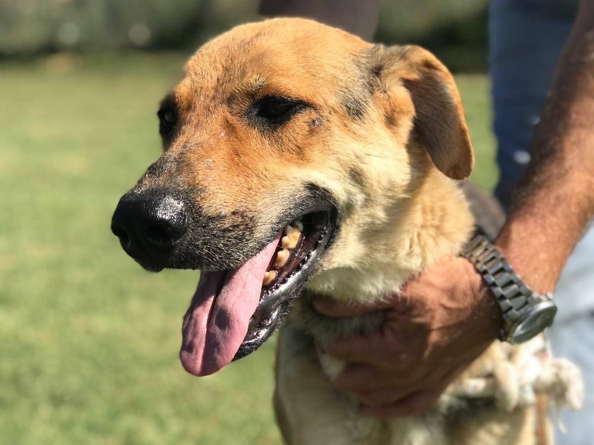 Adotta un cane, taglia media, femmina, Latina