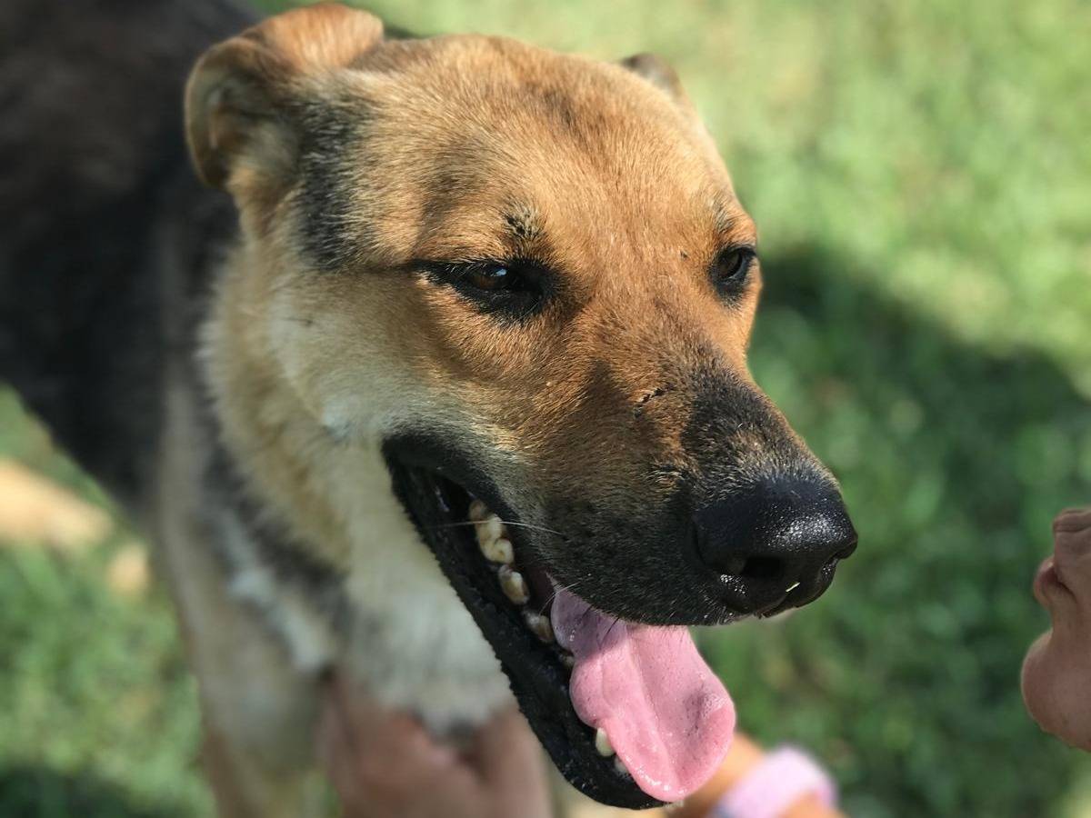 Vuoi adottare un cane a Latina?
