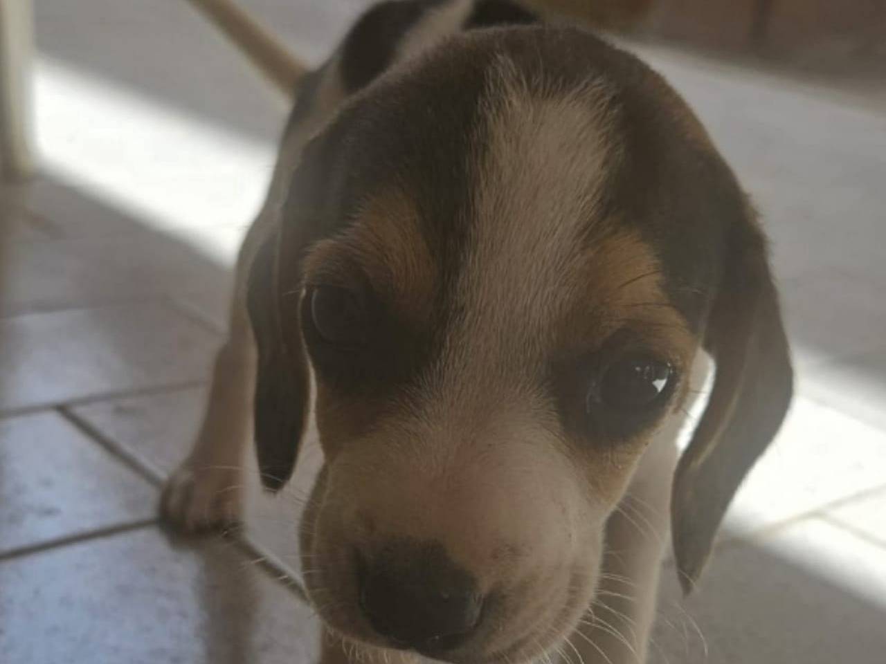 Adotta un cane, maschio, 1 anno e 5 mesi, Crotone