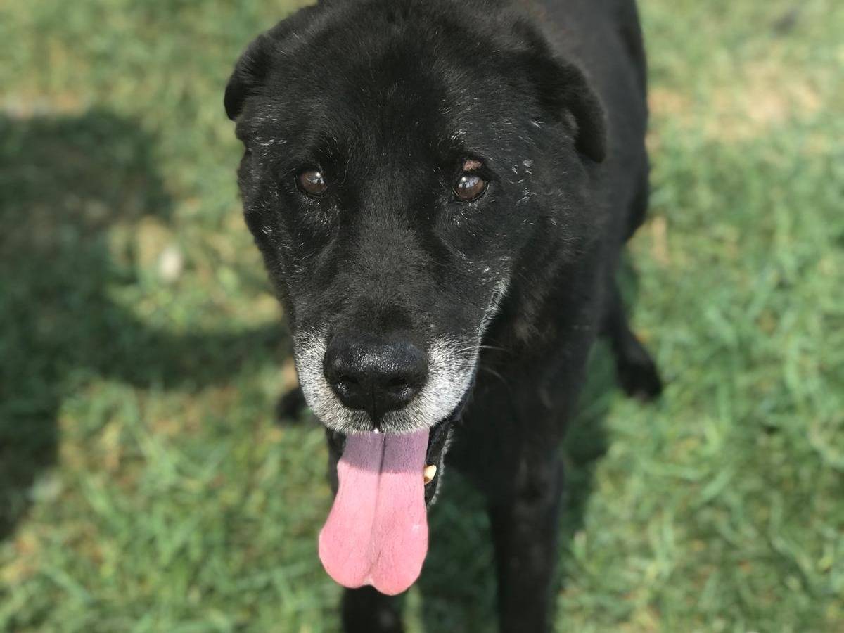 Adotta il cane NONNO PECE a Latina