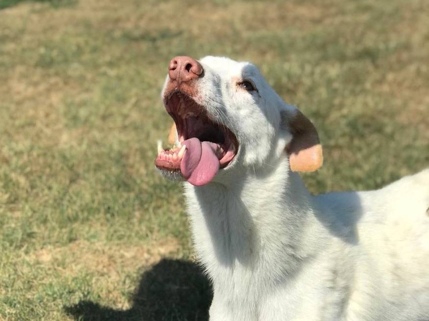 Adotta un cane, maschio, 9 anni  e 10 mesi , Latina