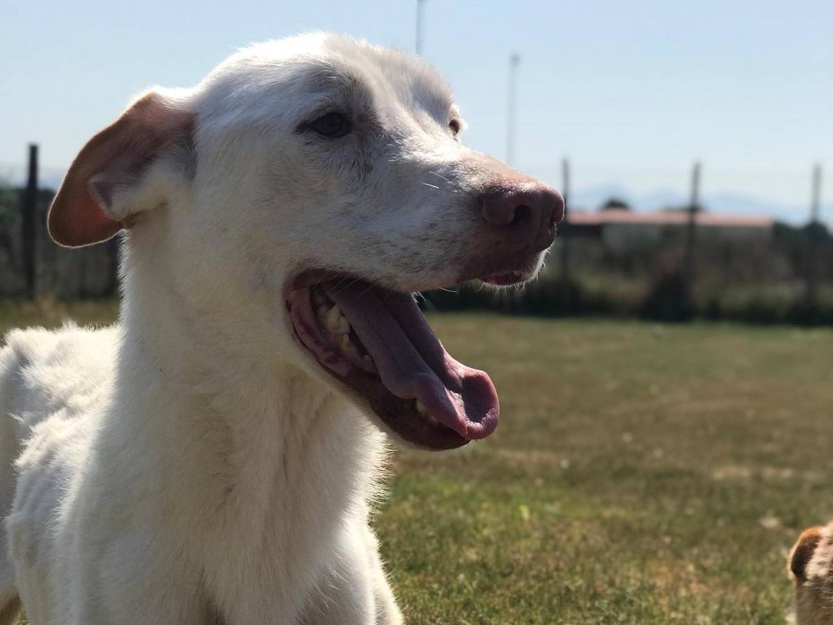 Adotta un cane, taglia media, maschio, Latina