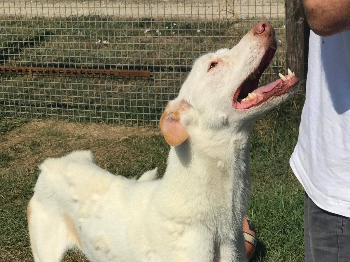 Vuoi adottare un cane a Latina?