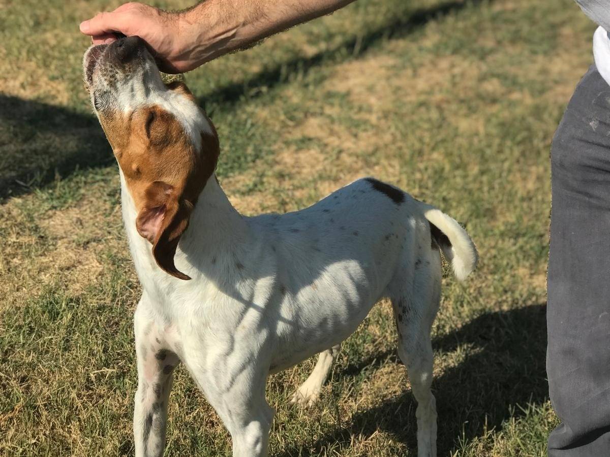 Vuoi adottare un cane a Latina?