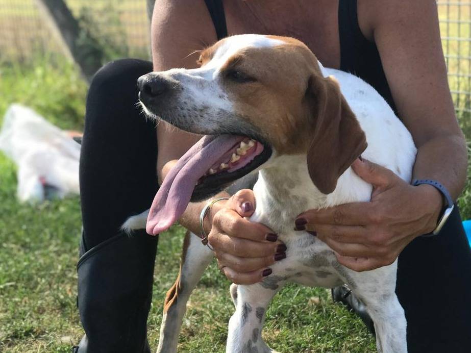 Adotta il cane PUCK a Latina