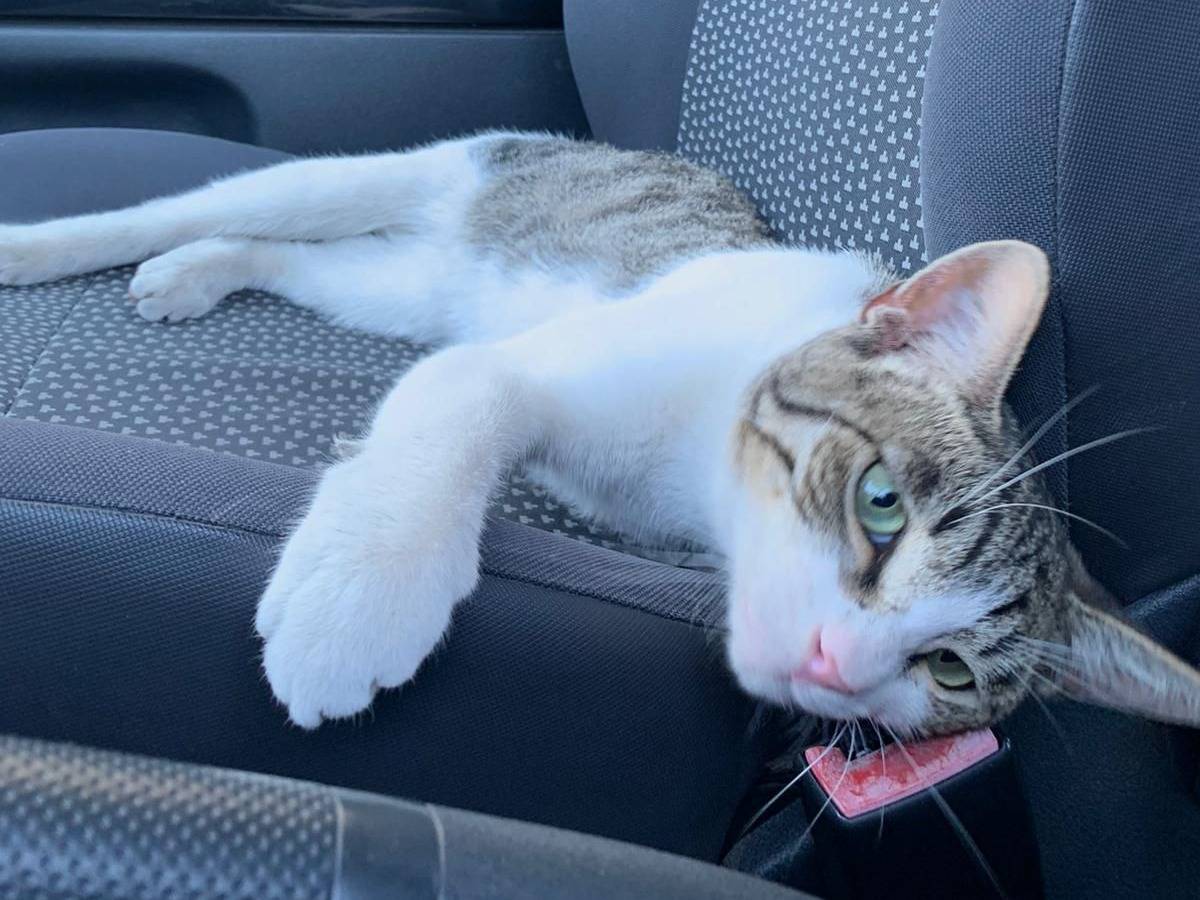 Adotta un gatto, maschio, 2 anni, Bologna