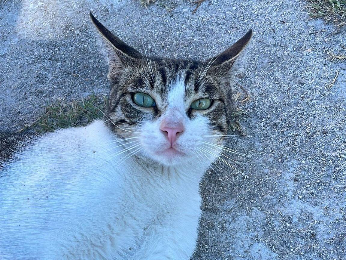 Adozione gatto, maschio, meticcio, 2 anni, taglia non valida, Bologna