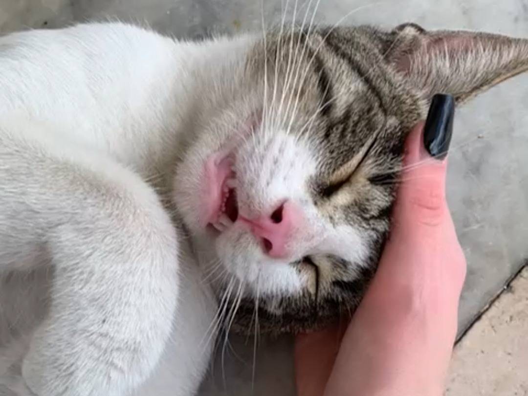 Adotta un gatto, taglia non valida, maschio, Bologna