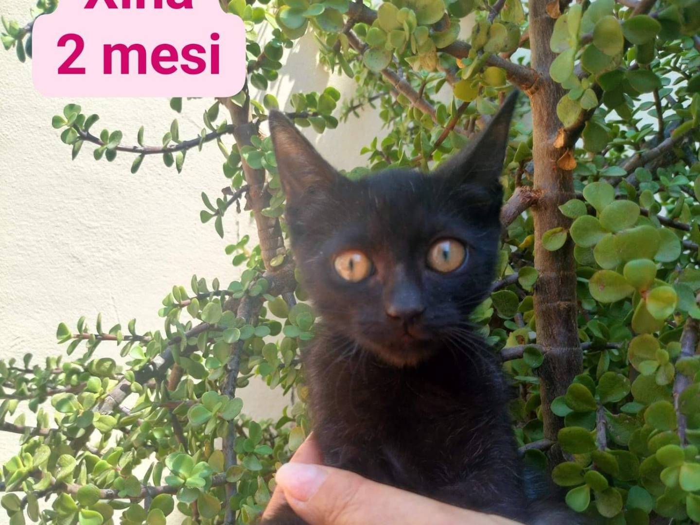 Adozione gatto, maschio, meticcio, 4 mesi, taglia non valido, Bari