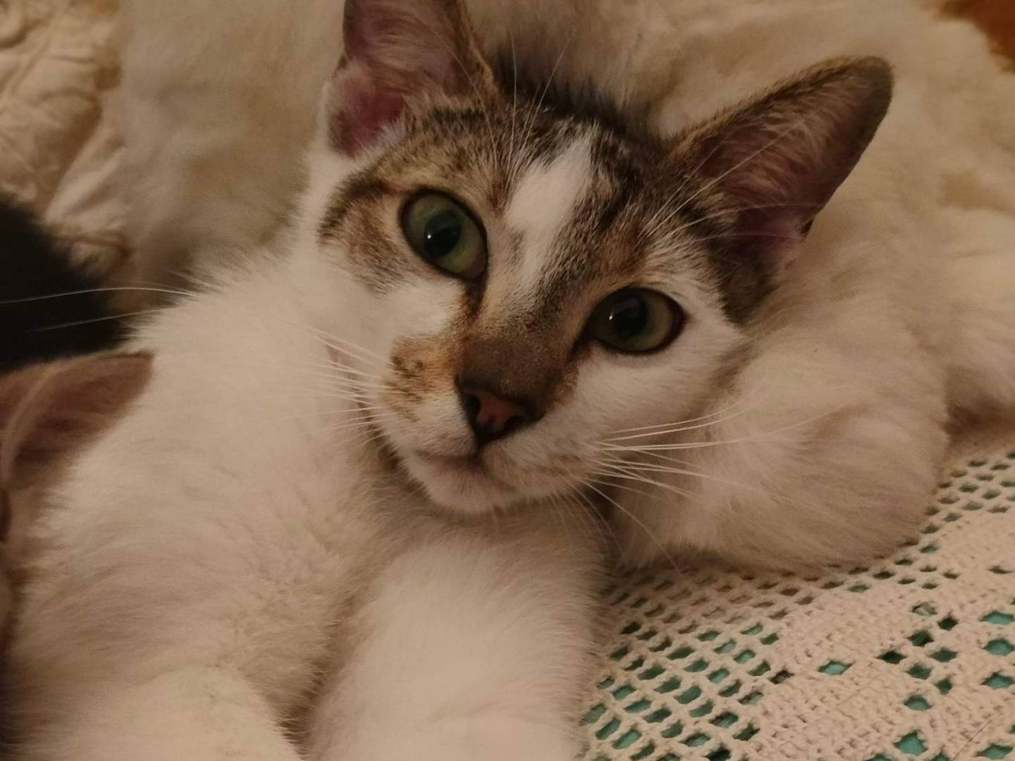 Foto dell'animale