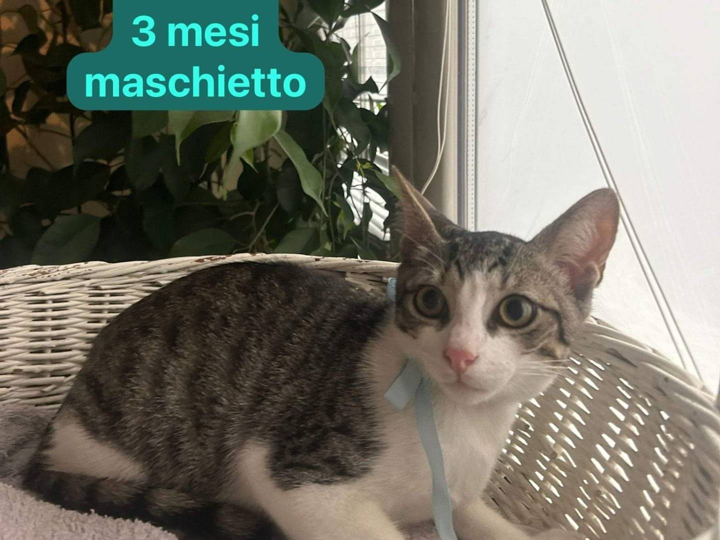 Adozione gatto, maschio, meticcio, 1 anno e 11 mesi, taglia non valida, Bari