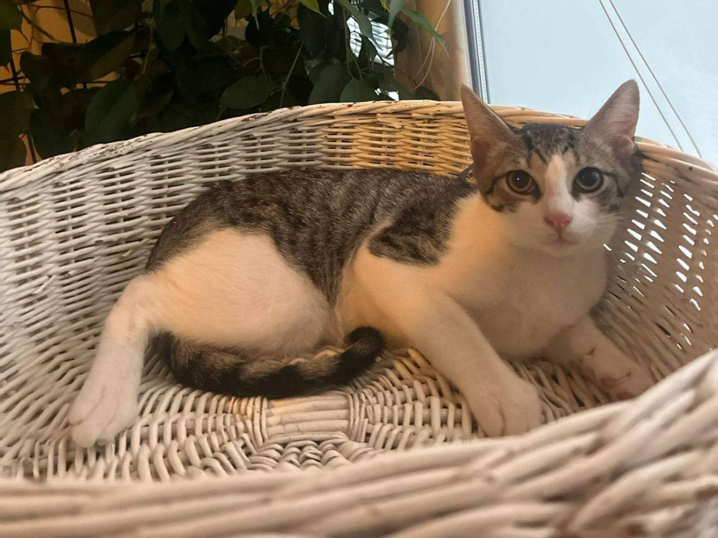 Adotta un gatto, maschio, 1 anno e 11 mesi, Bari