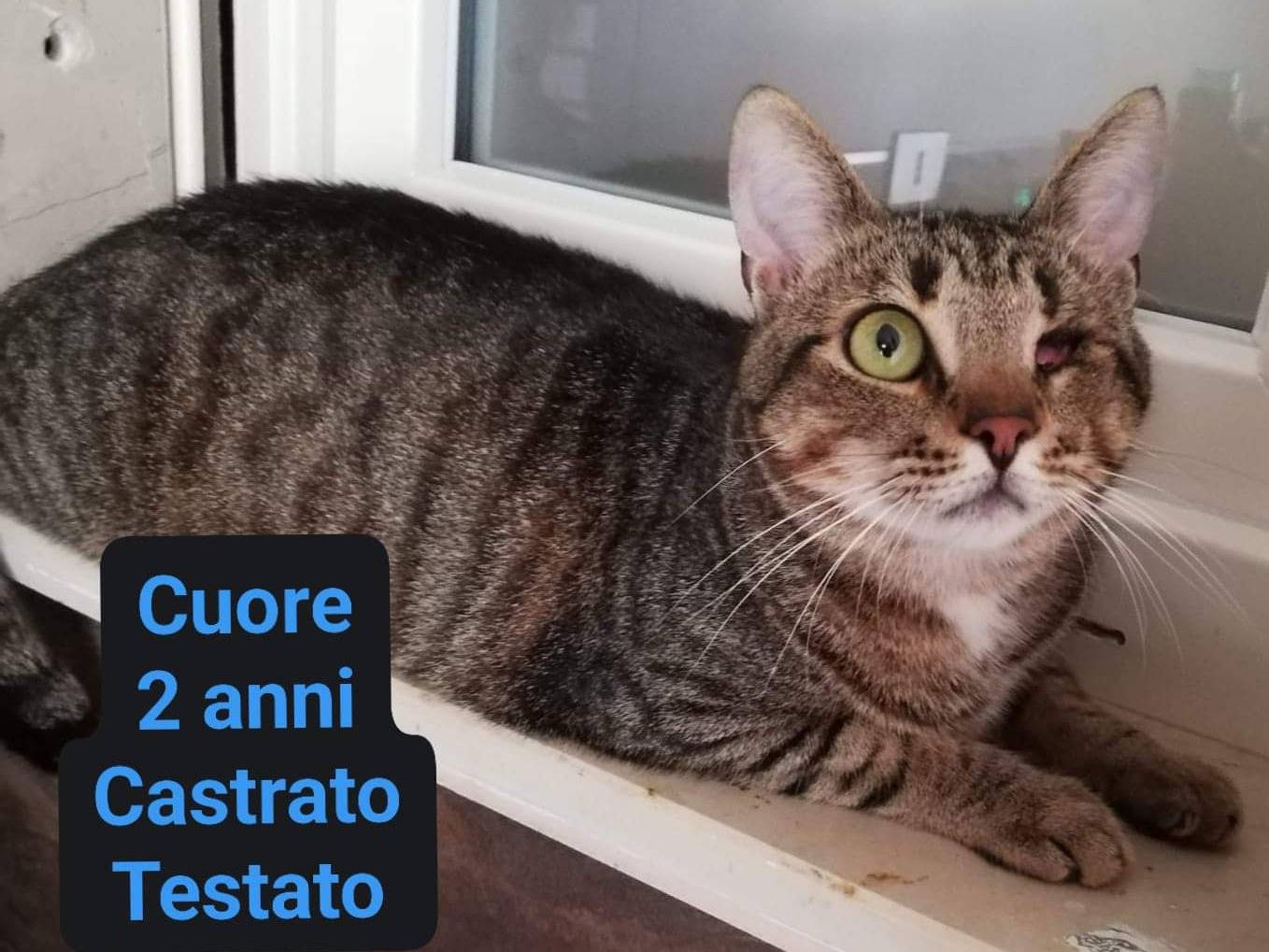 Adozione gatto, maschio, meticcio, 3 anni e 5 mesi, taglia non valida, Bari
