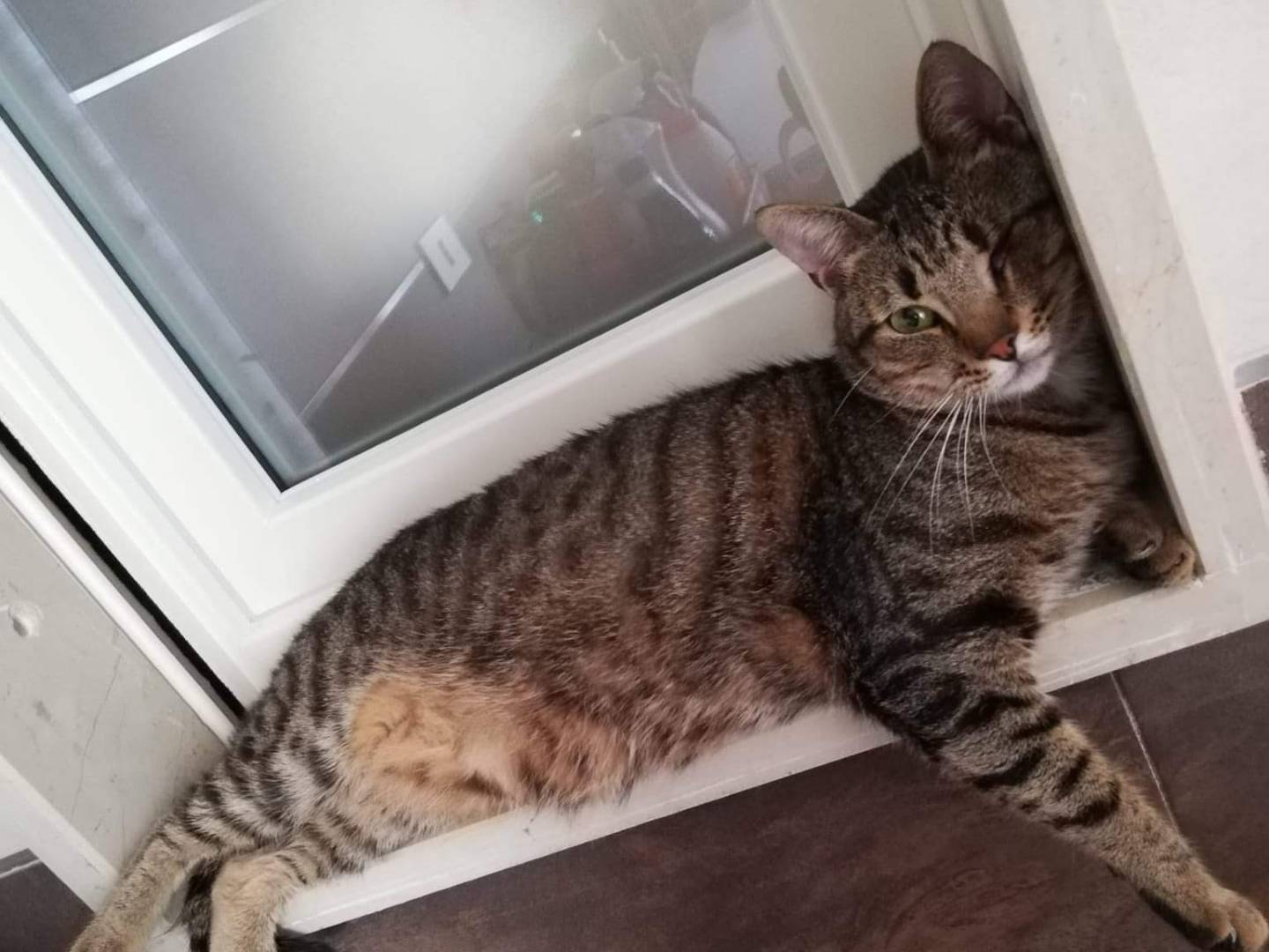 Adotta un gatto, maschio, 3 anni e 5 mesi, Bari