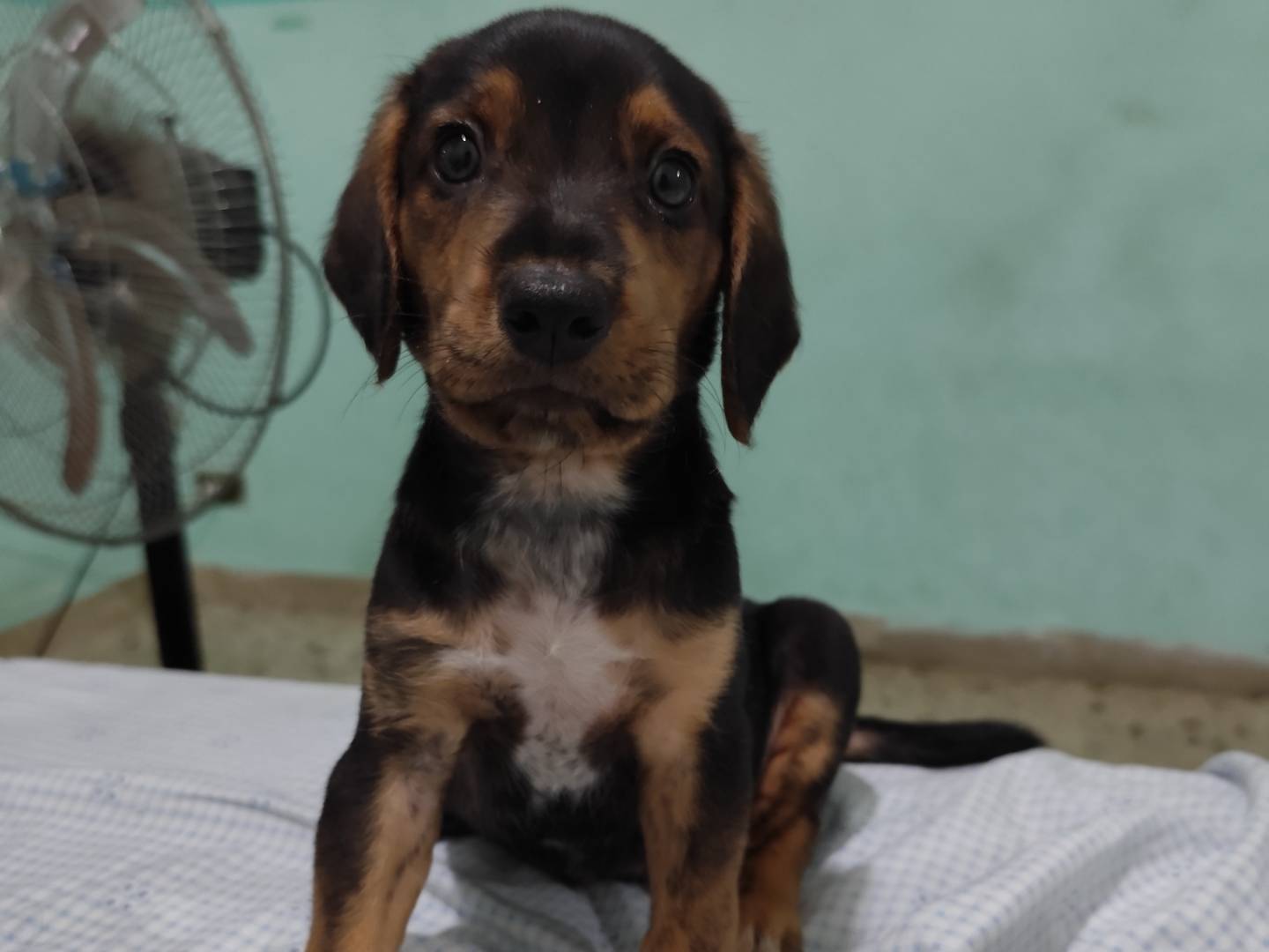 Adozione cane, maschio, Segugio, 9 mesi, taglia media, Messina