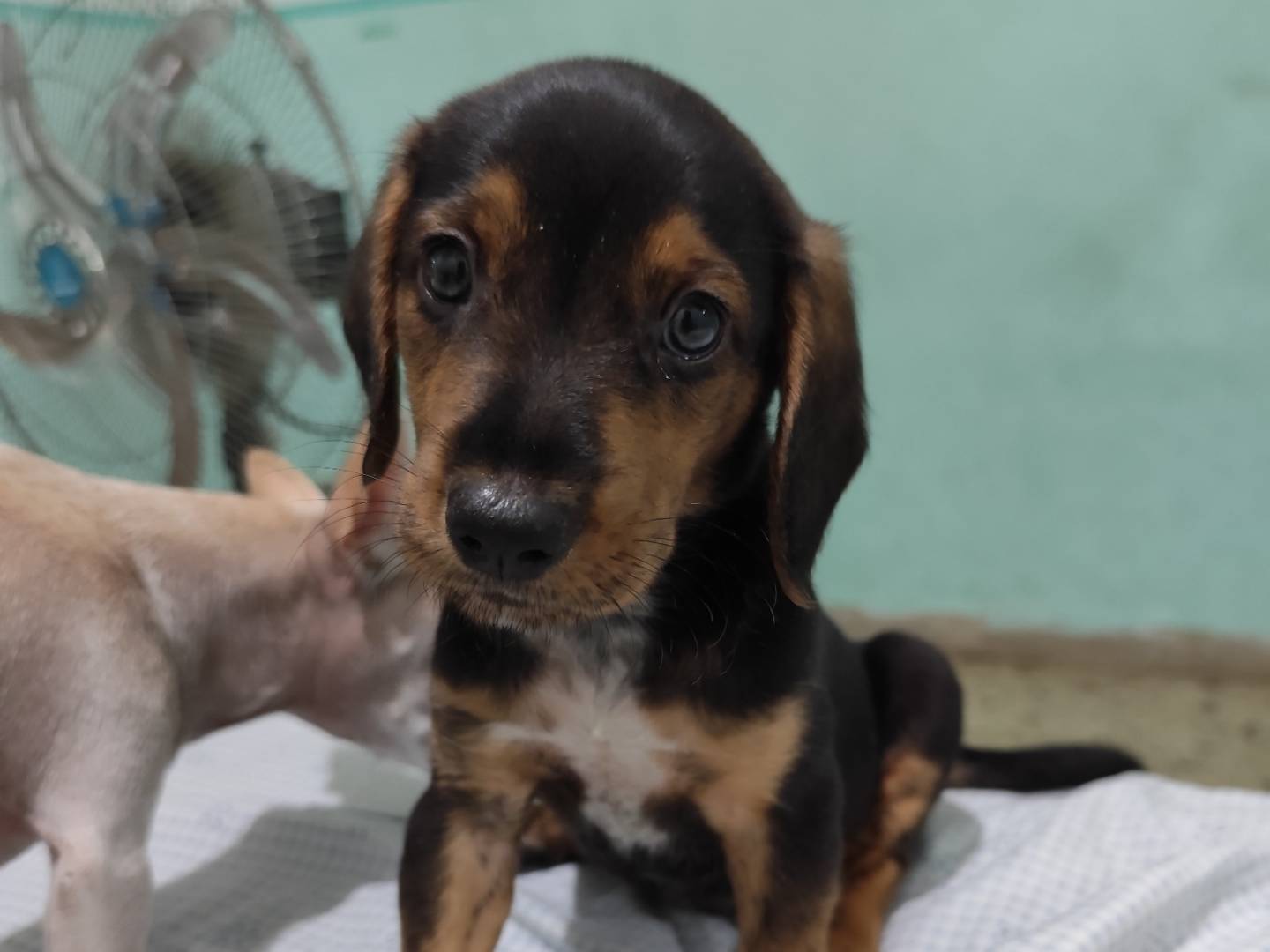 Adotta un cane, maschio, 9 mesi, Messina