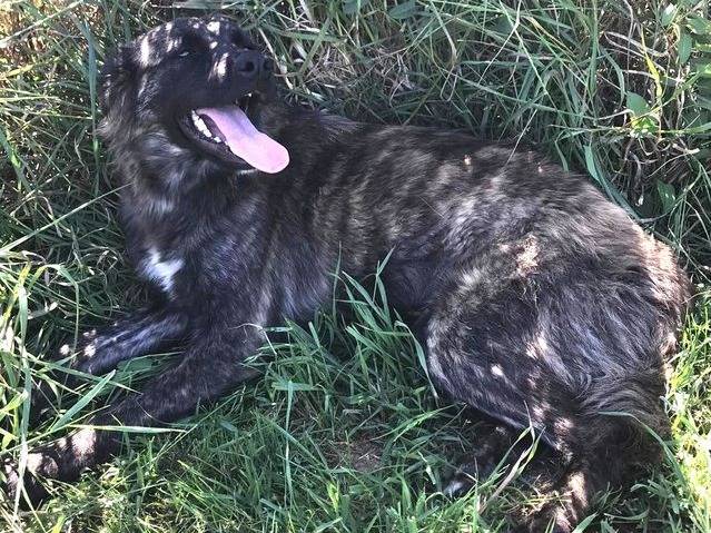 Adozione cane, femmina, meticcio, 1 anno e 8 mesi , taglia media, Latina